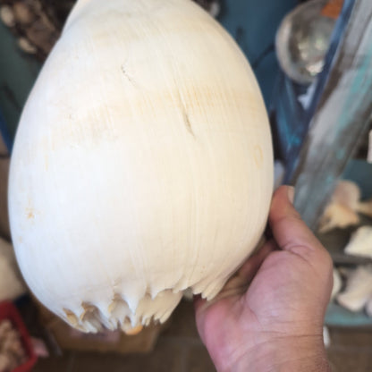 Crowned Baler Melon Shell VOLUTA DIADEMA
