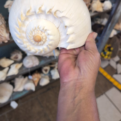 Crowned Baler Melon Shell VOLUTA DIADEMA