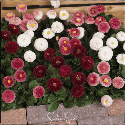 Super Enorma English Daisy Mix – 100 Seeds