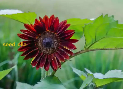 Dark Red Sunflower Seeds for Planting - Add Bold, Vibrant Blooms to Your Garden