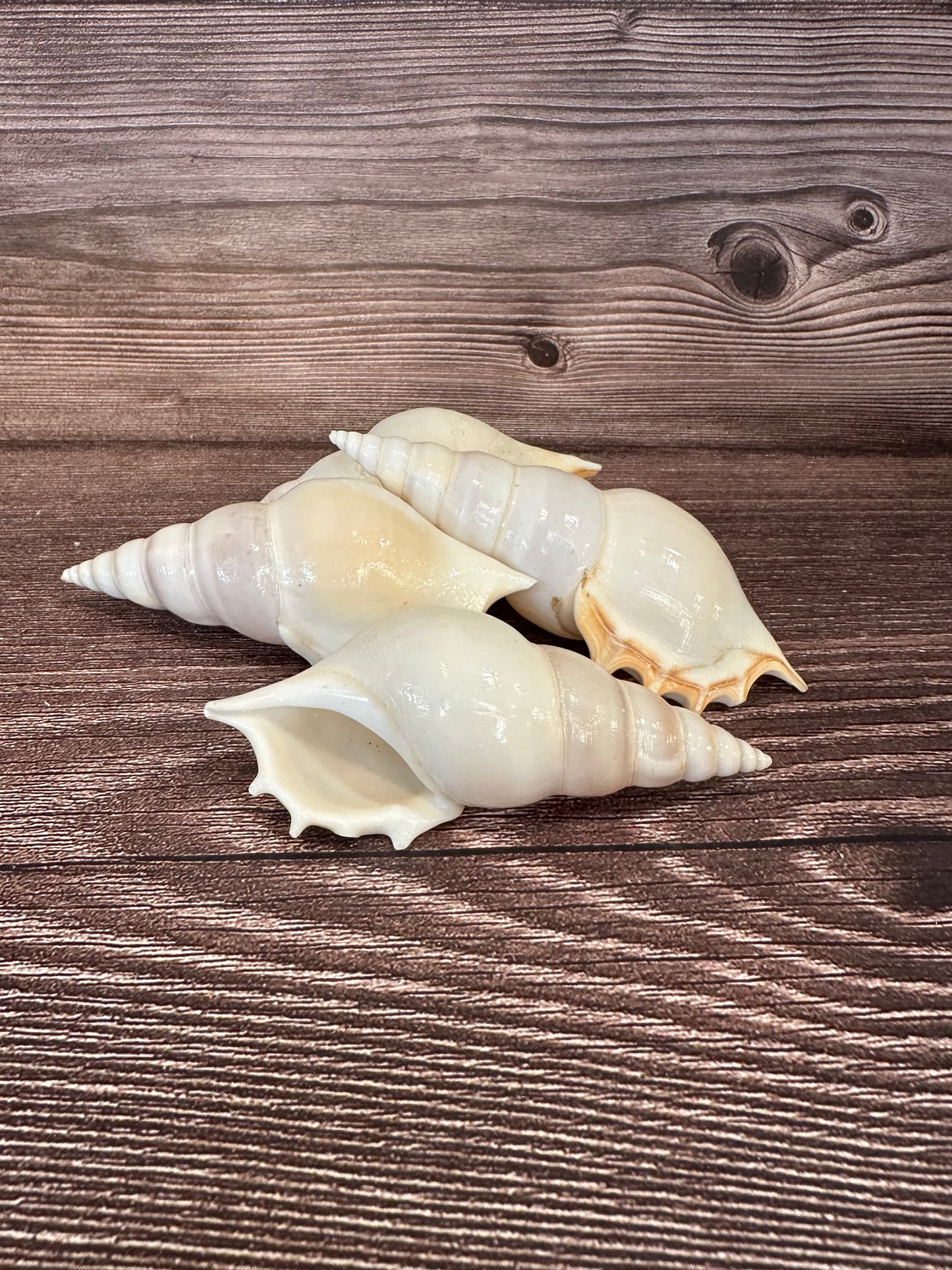Rostellariella Delicatula Shell – Delicate Tibia, 3-4"