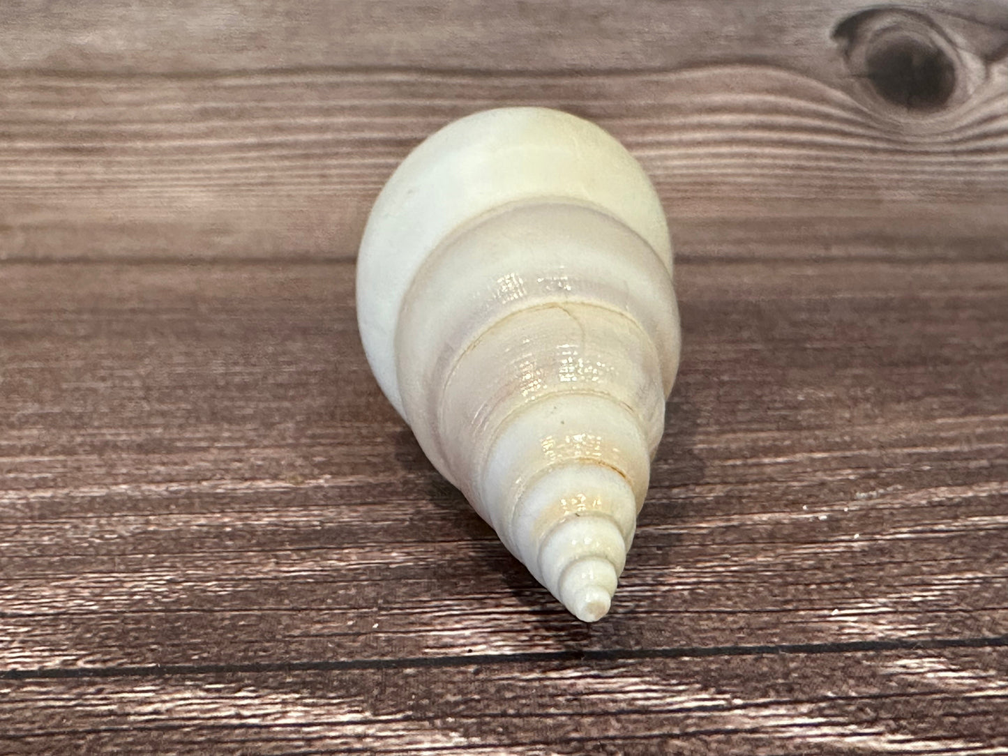 Rostellariella Delicatula Shell – Delicate Tibia, 3-4"