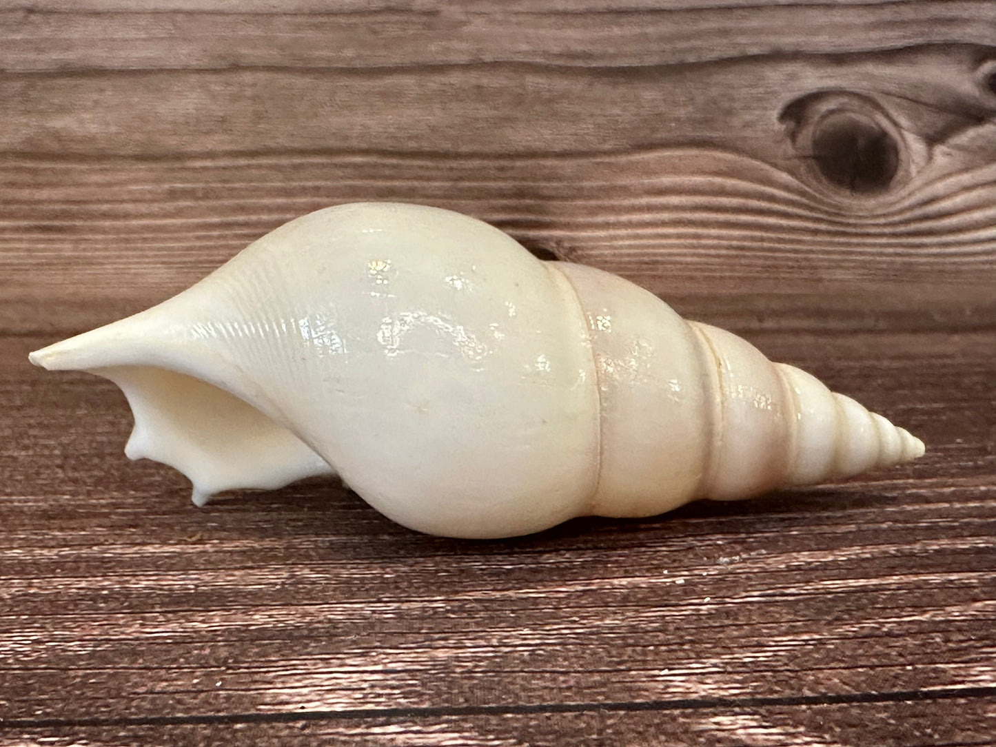 Rostellariella Delicatula Shell – Delicate Tibia, 3-4"