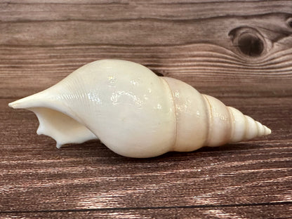 Rostellariella Delicatula Shell – Delicate Tibia, 3-4"