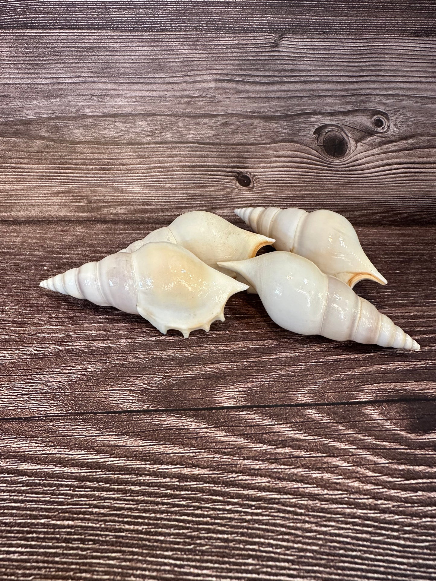 Rostellariella Delicatula Shell – Delicate Tibia, 3-4"