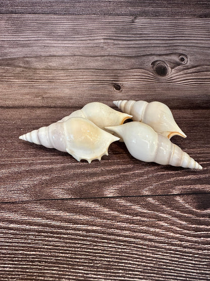 Rostellariella Delicatula Shell – Delicate Tibia, 3-4"