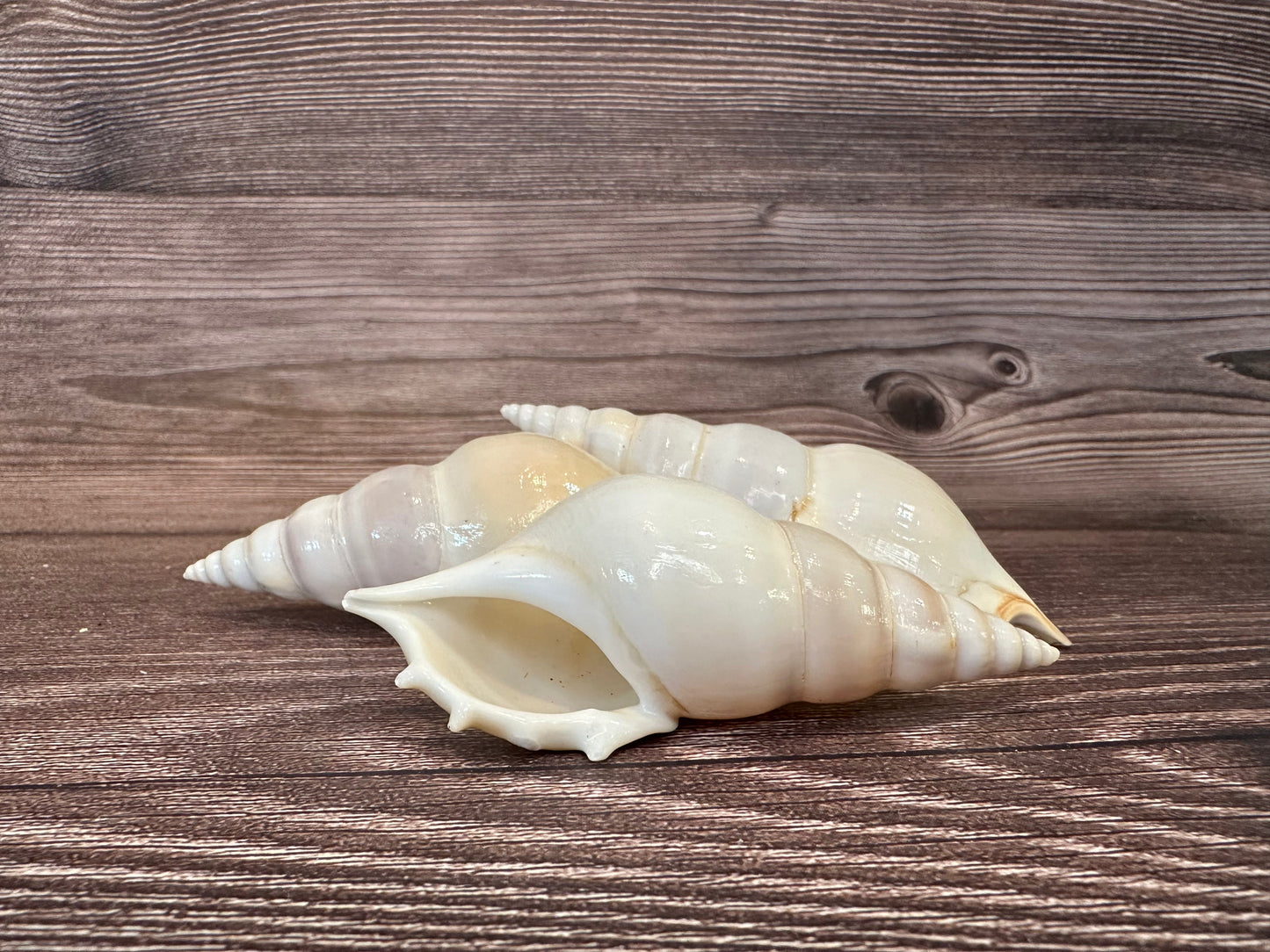 Rostellariella Delicatula Shell – Delicate Tibia, 3-4"