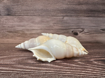 Rostellariella Delicatula Shell – Delicate Tibia, 3-4"