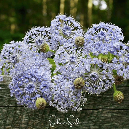 Blue Lace Flower Didiscus – 50 Seeds
