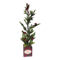 Potted Pine Tree - 24" Tall
