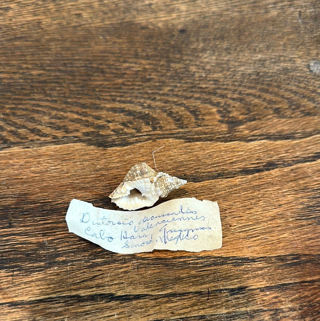 Distorsio decussata Shell with Informational Tag – Twisted Display Seashell