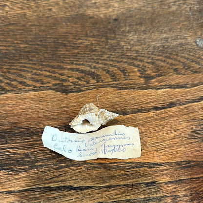 Distorsio decussata Shell with Informational Tag – Twisted Display Seashell