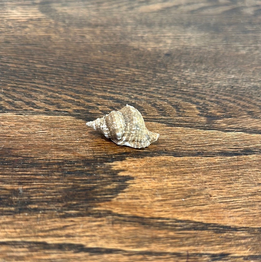 Distorsio decussata Shell with Informational Tag – Twisted Display Seashell