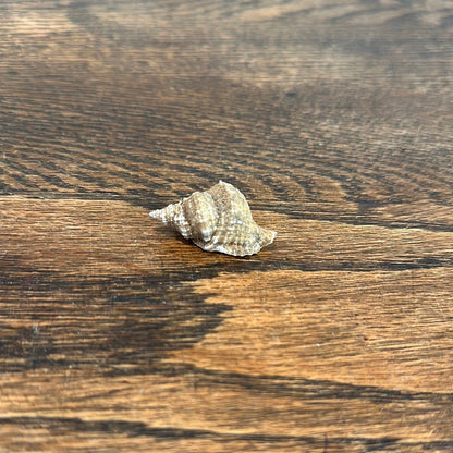 Distorsio decussata Shell with Informational Tag – Twisted Display Seashell