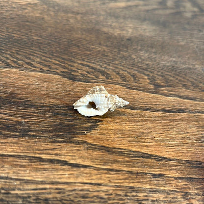 Distorsio decussata Shell with Informational Tag – Twisted Display Seashell