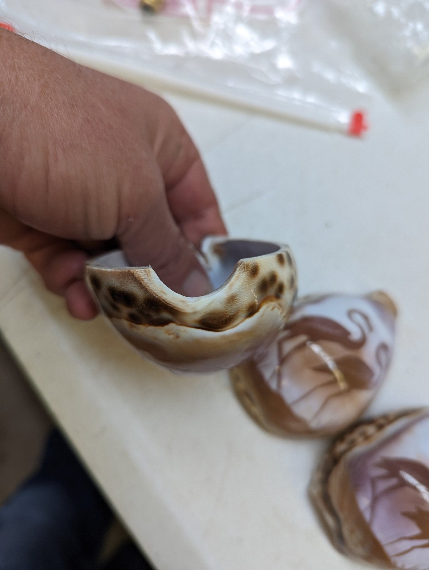 DIY Cowrie Night Light Shells