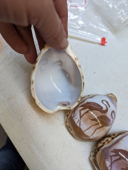 DIY Cowrie Night Light Shells