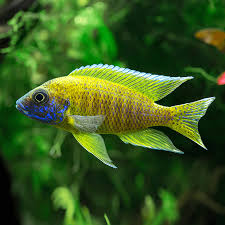 Yellow Peacock Cichlid