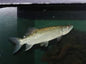 African Pike (Hepsetus odoe)