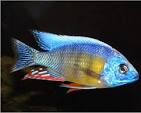 Taiwan Reef Cichlid (Protomelas sp. "Steveni Taiwan") 2"