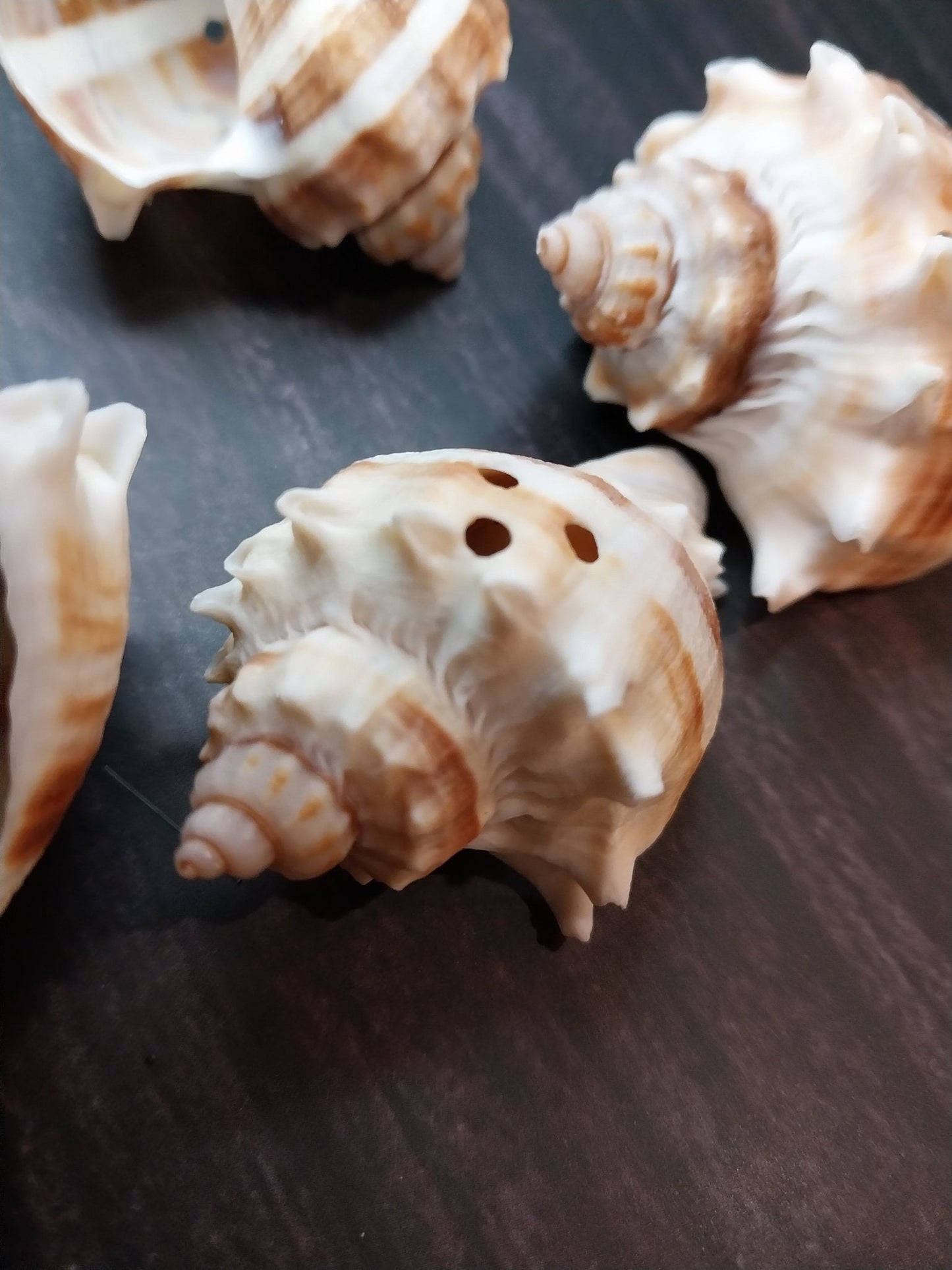 Drilled Florida Crown Conch (Melongena Corona)