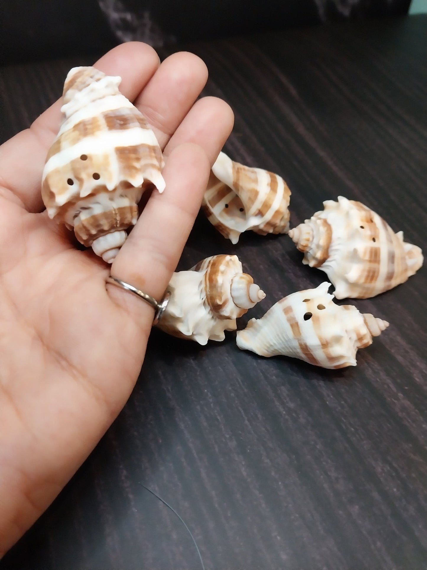 Drilled Florida Crown Conch (Melongena Corona)
