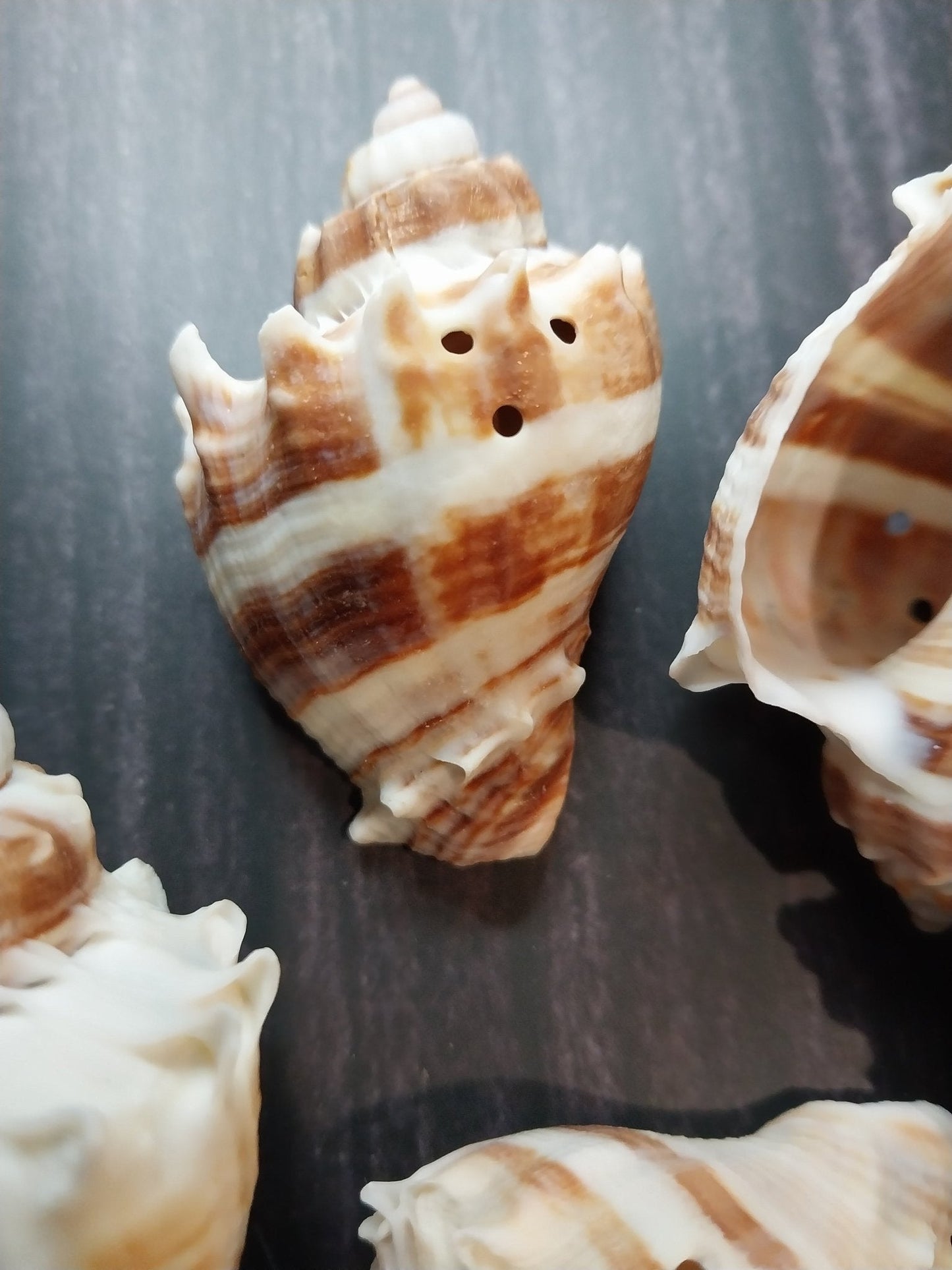 Drilled Florida Crown Conch (Melongena Corona)