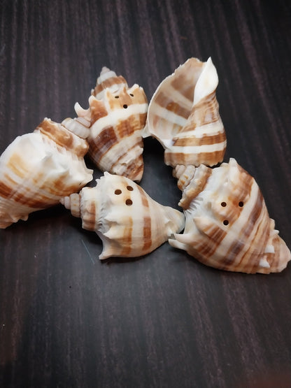 Drilled Florida Crown Conch (Melongena Corona)