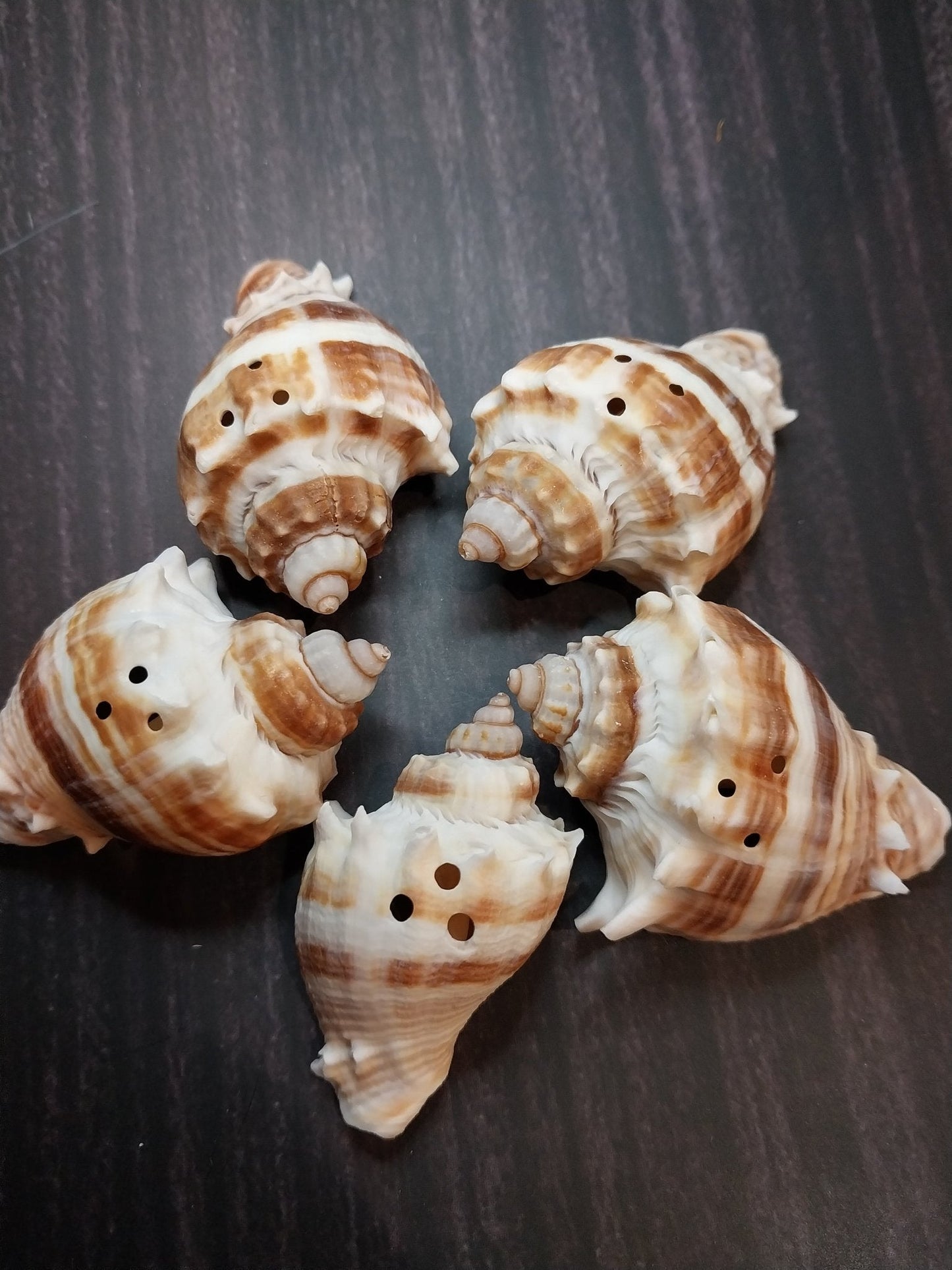 Drilled Florida Crown Conch (Melongena Corona)