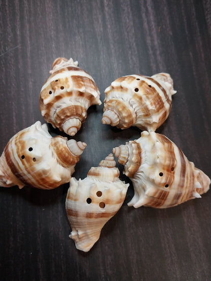 Drilled Florida Crown Conch (Melongena Corona)