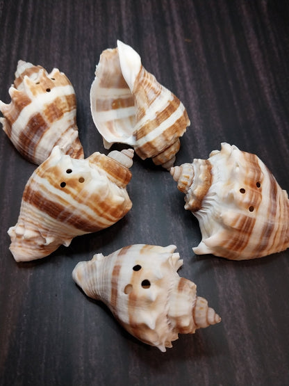 Drilled Florida Crown Conch (Melongena Corona)