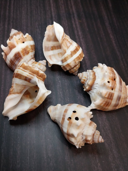 Drilled Florida Crown Conch (Melongena Corona)