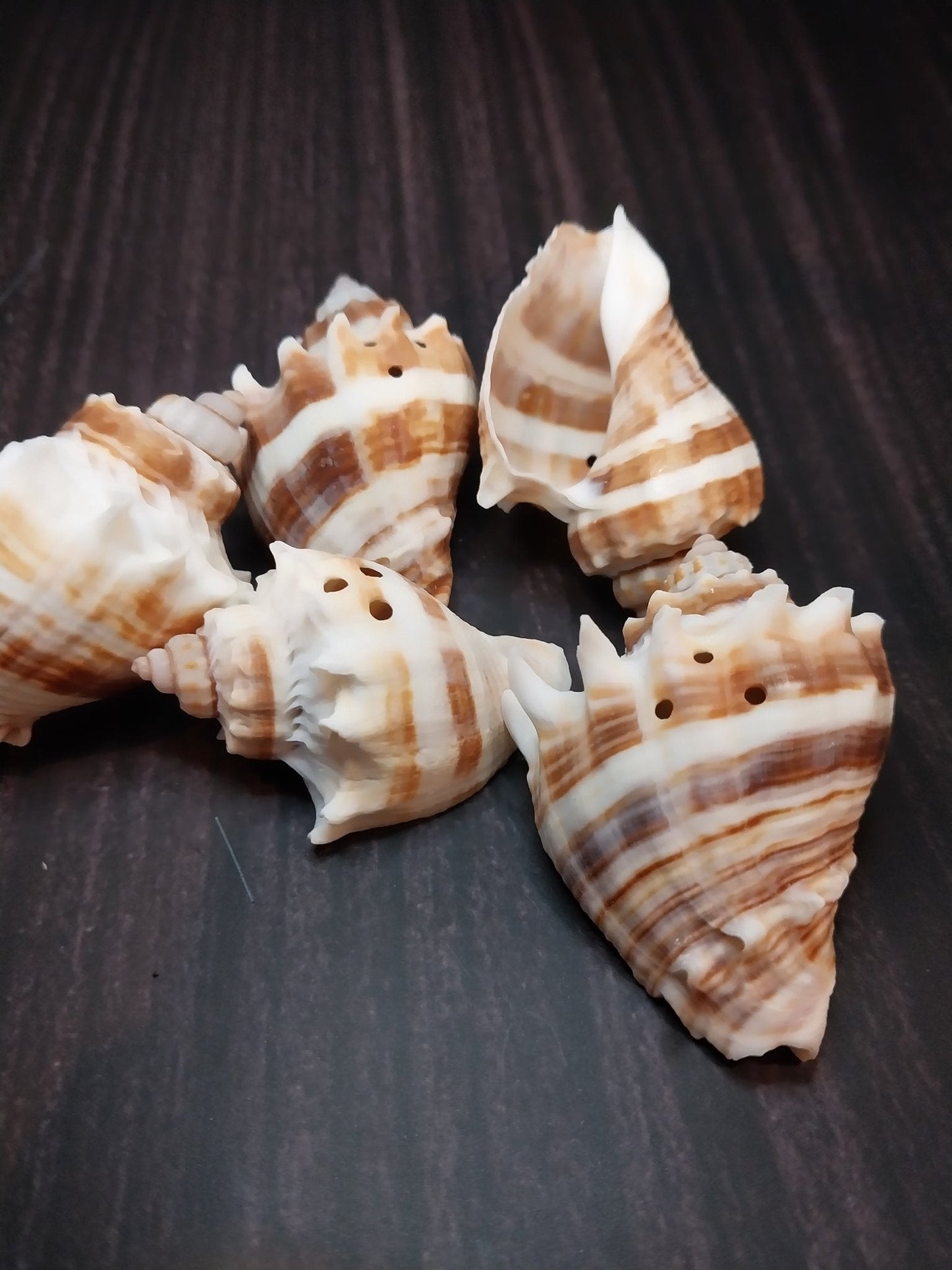 Drilled Florida Crown Conch (Melongena Corona)