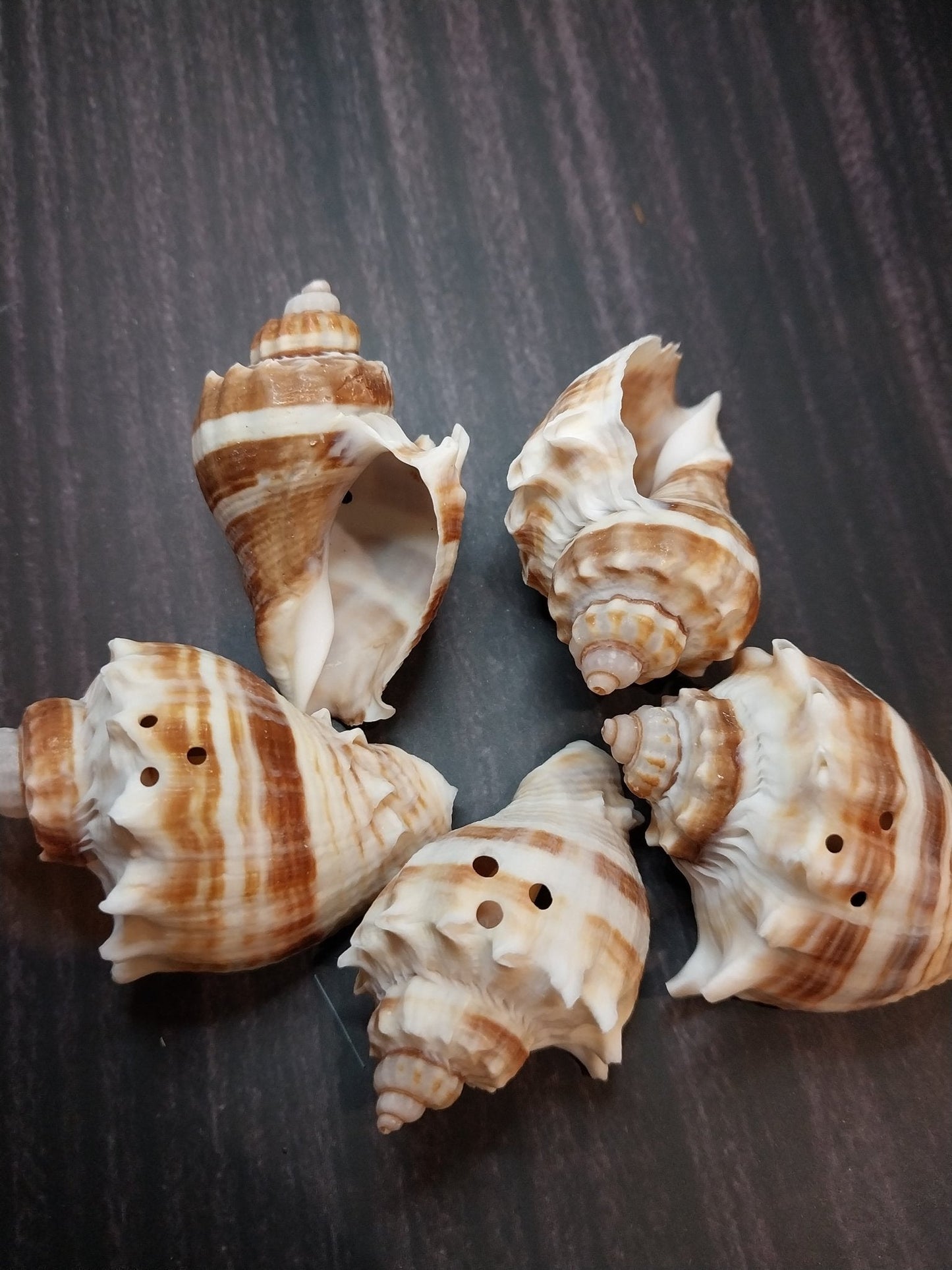 Drilled Florida Crown Conch (Melongena Corona)
