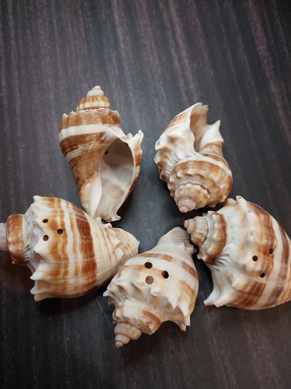 Drilled Florida Crown Conch (Melongena Corona)