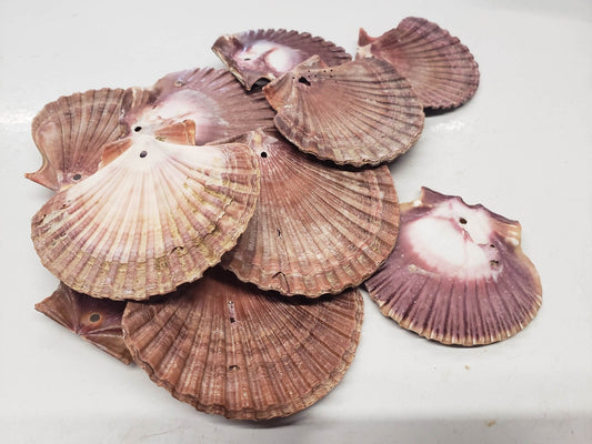 Drilled Mexican Flat Scallop Shells