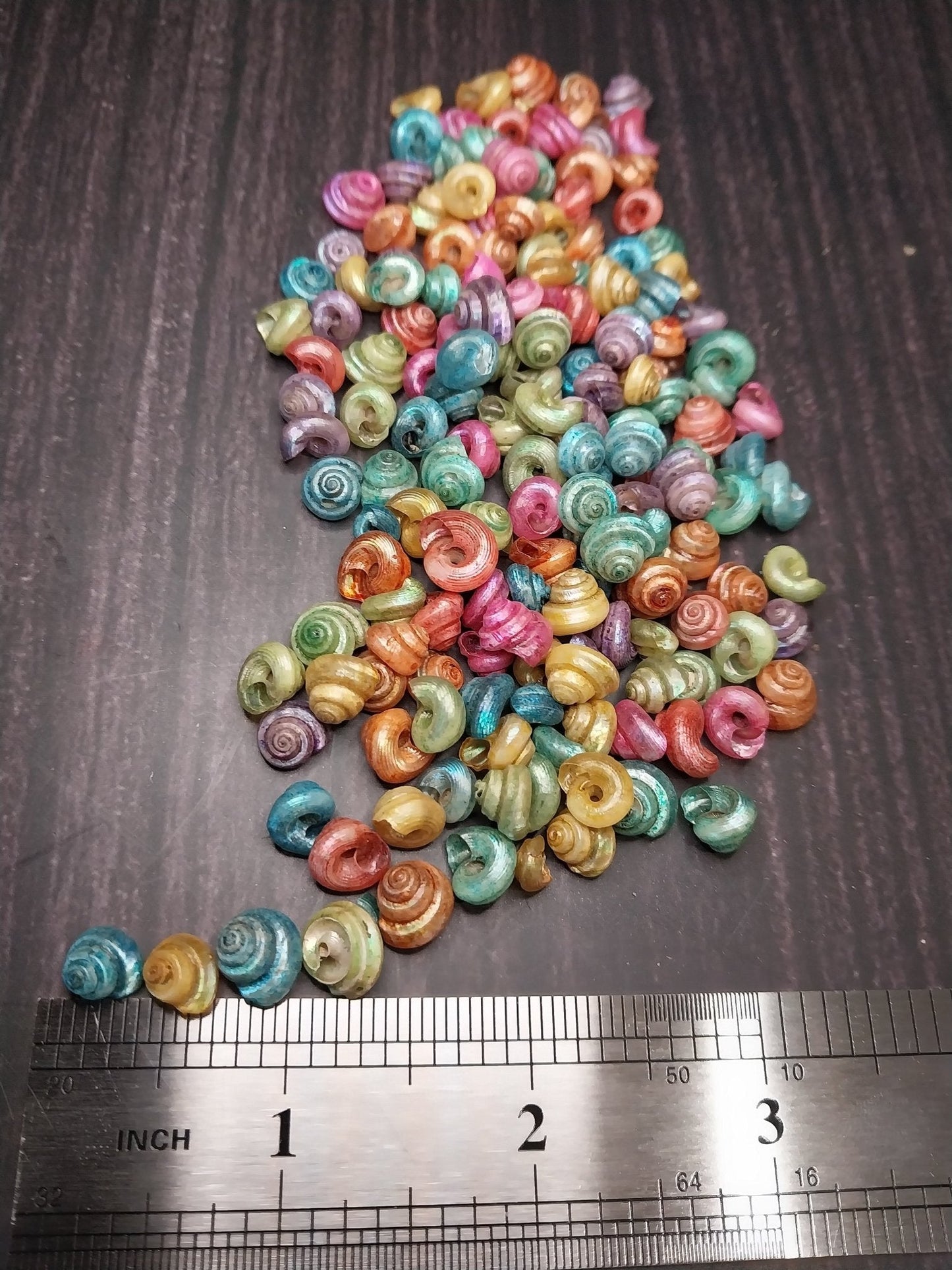 Dyed Malabar Snail Shells