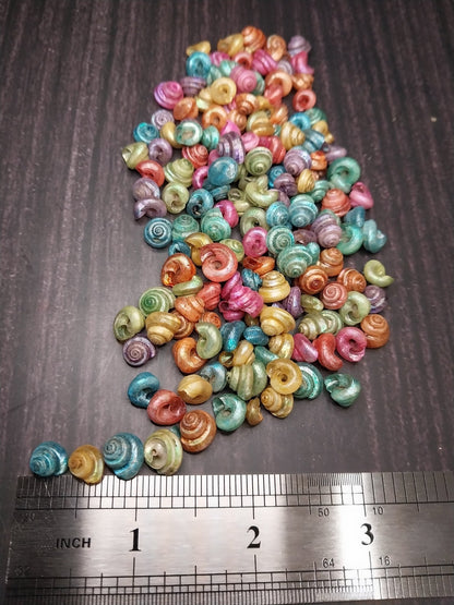Dyed Malabar Snail Shells