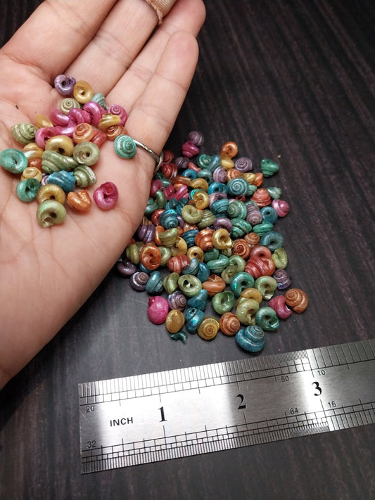 Dyed Malabar Snail Shells