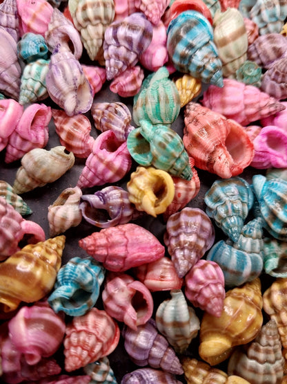 Bulk Dyed Nassarius Stolatus Shells – Colorful Spiral Craft Shells for DIY & Jewelry