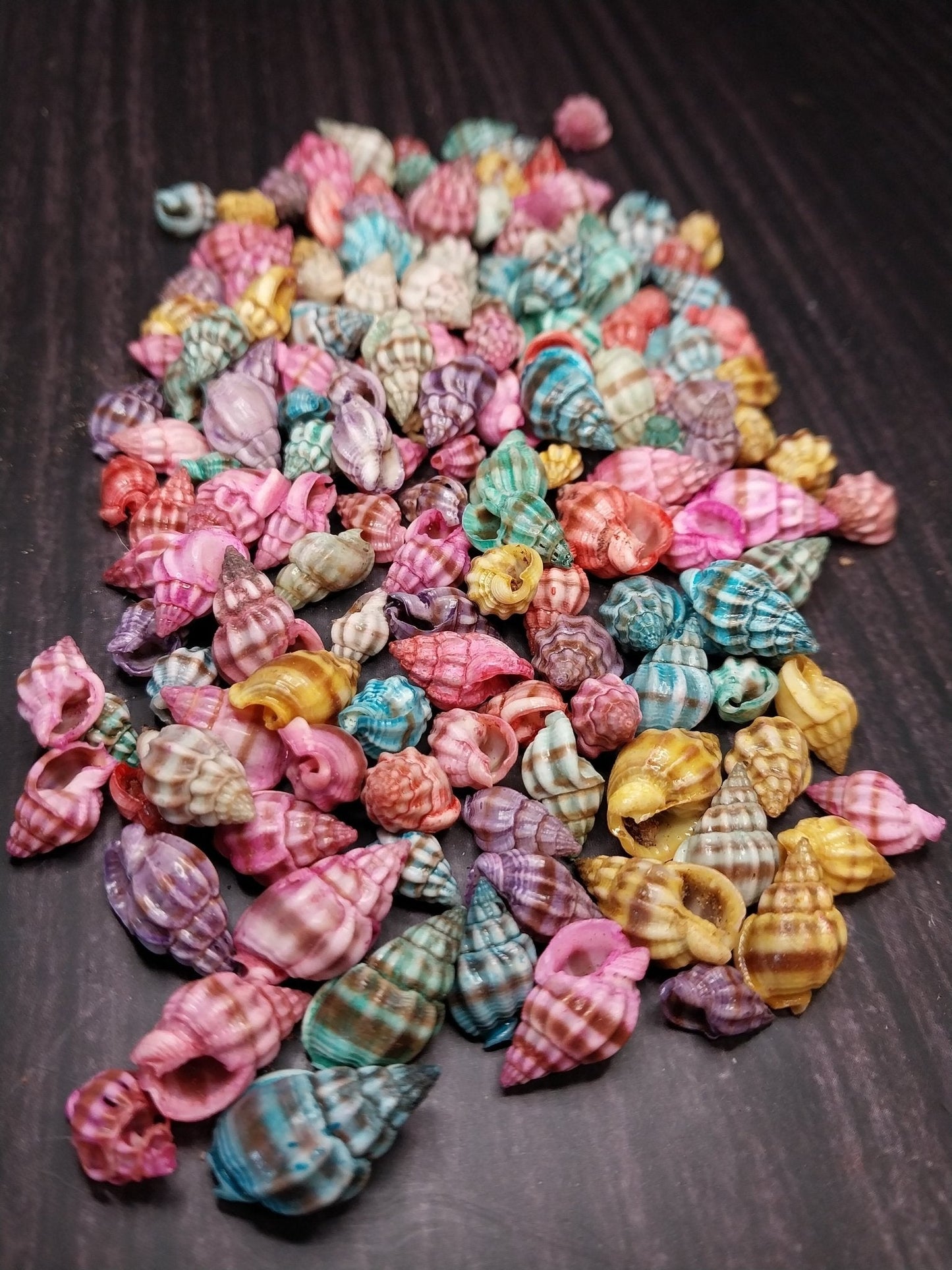 Bulk Dyed Nassarius Stolatus Shells – Colorful Spiral Craft Shells for DIY & Jewelry
