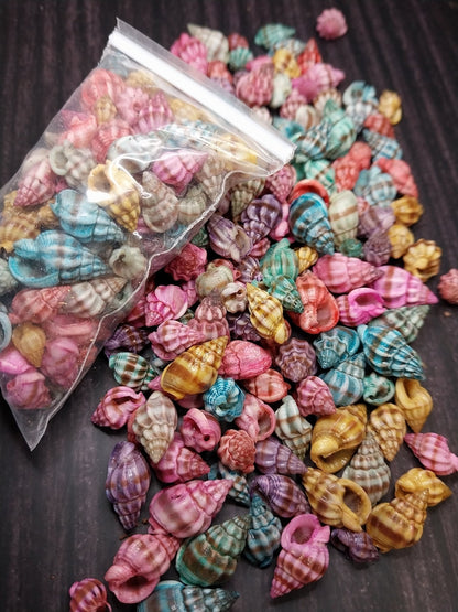 Bulk Dyed Nassarius Stolatus Shells – Colorful Spiral Craft Shells for DIY & Jewelry