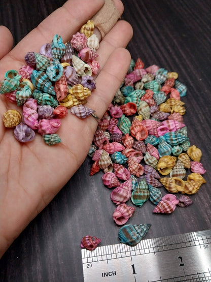 Bulk Dyed Nassarius Stolatus Shells – Colorful Spiral Craft Shells for DIY & Jewelry
