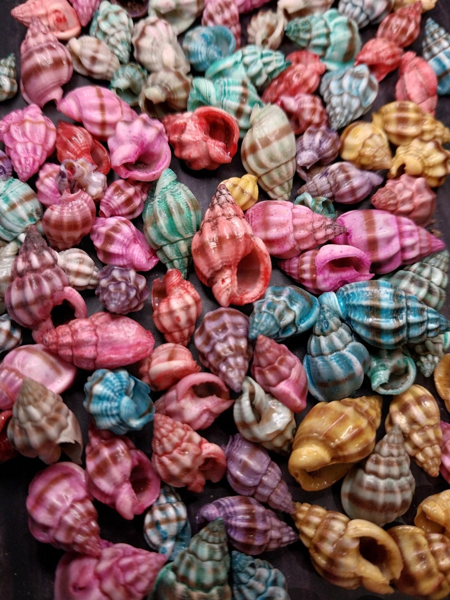 Bulk Dyed Nassarius Stolatus Shells – Colorful Spiral Craft Shells for DIY & Jewelry