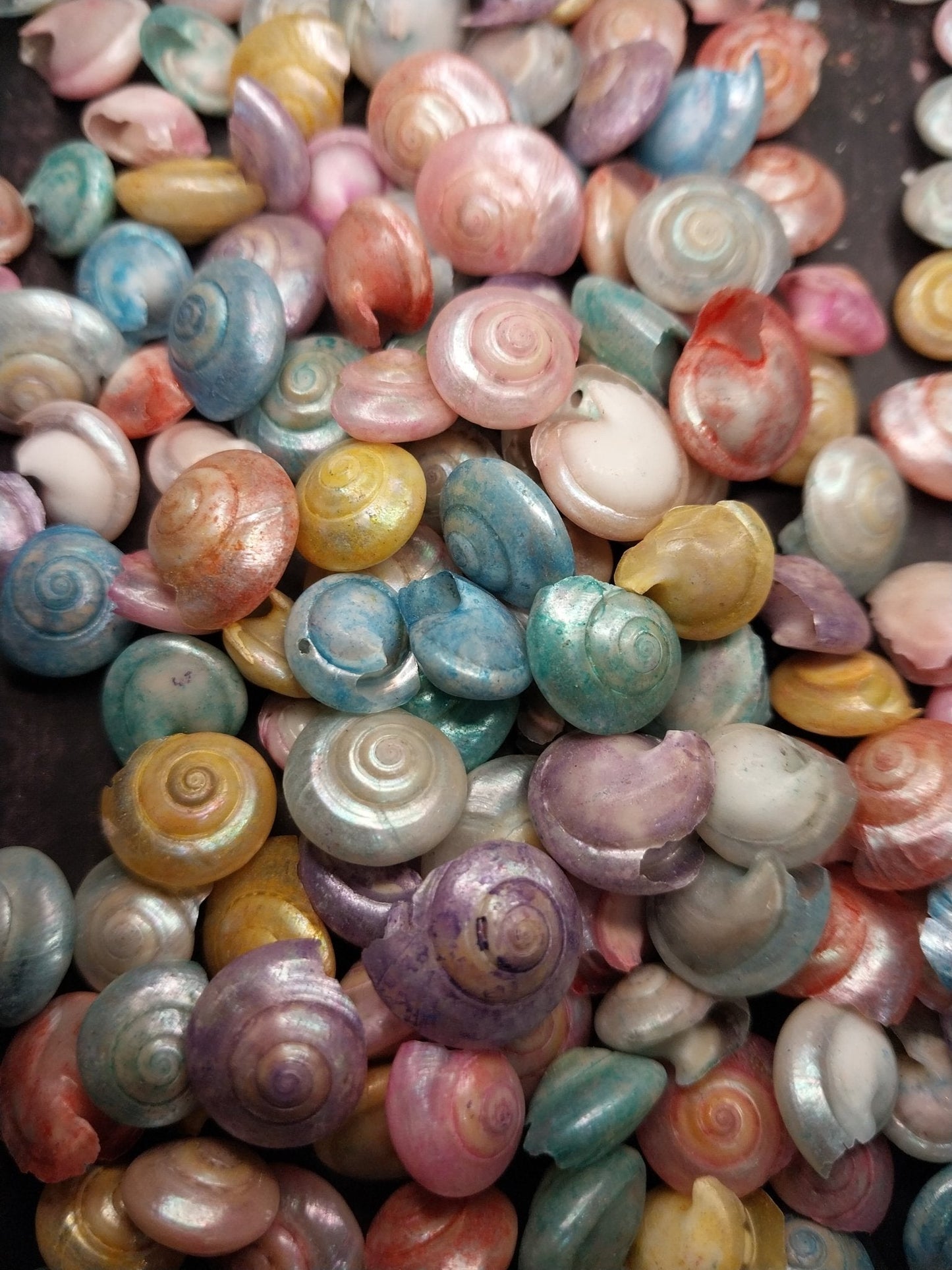Bulk Dyed Pastel Umbonium Shells – Button Snail Craft Shells for DIY & Decor