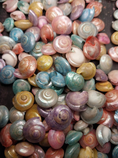 Bulk Dyed Pastel Umbonium Shells – Button Snail Craft Shells for DIY & Decor