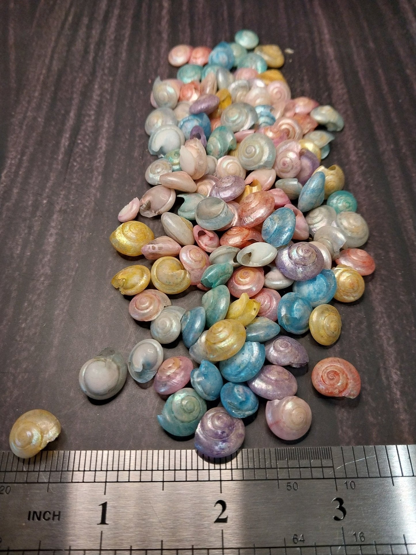 Bulk Dyed Pastel Umbonium Shells – Button Snail Craft Shells for DIY & Decor