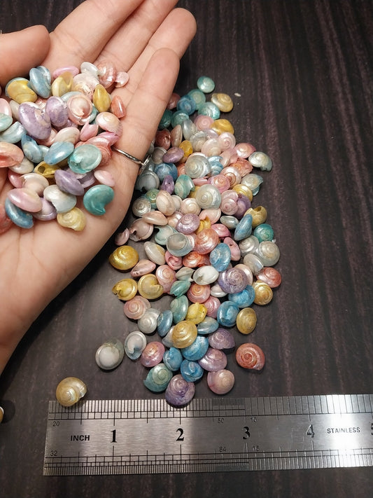 Bulk Dyed Pastel Umbonium Shells – Button Snail Craft Shells for DIY & Decor
