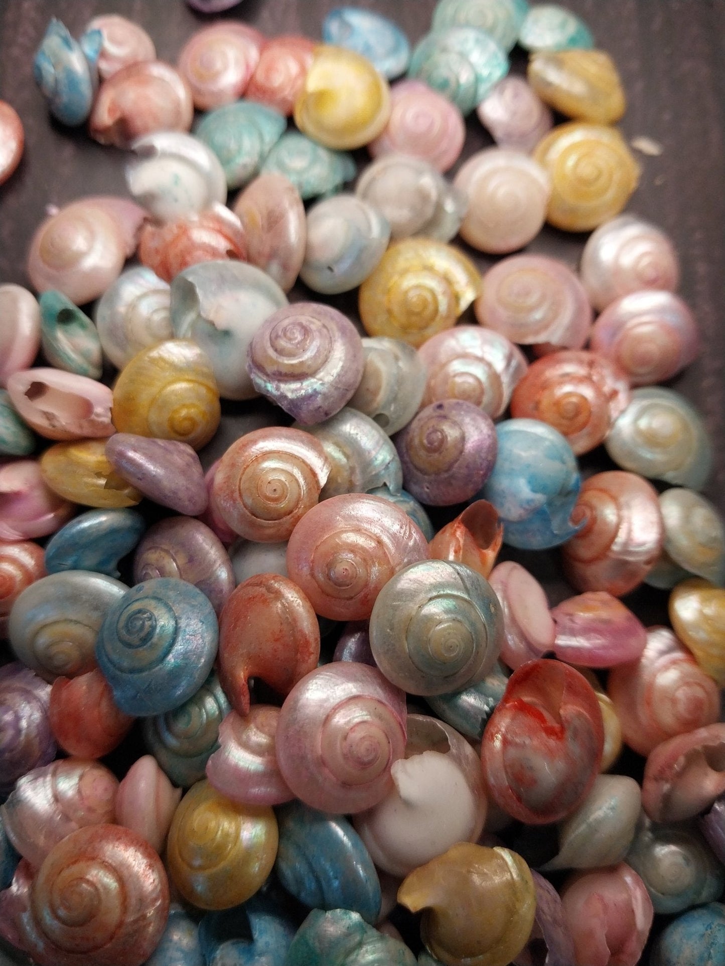 Bulk Dyed Pastel Umbonium Shells – Button Snail Craft Shells for DIY & Decor