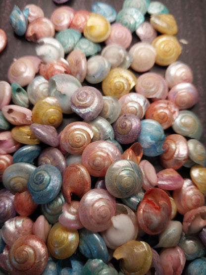 Bulk Dyed Pastel Umbonium Shells – Button Snail Craft Shells for DIY & Decor